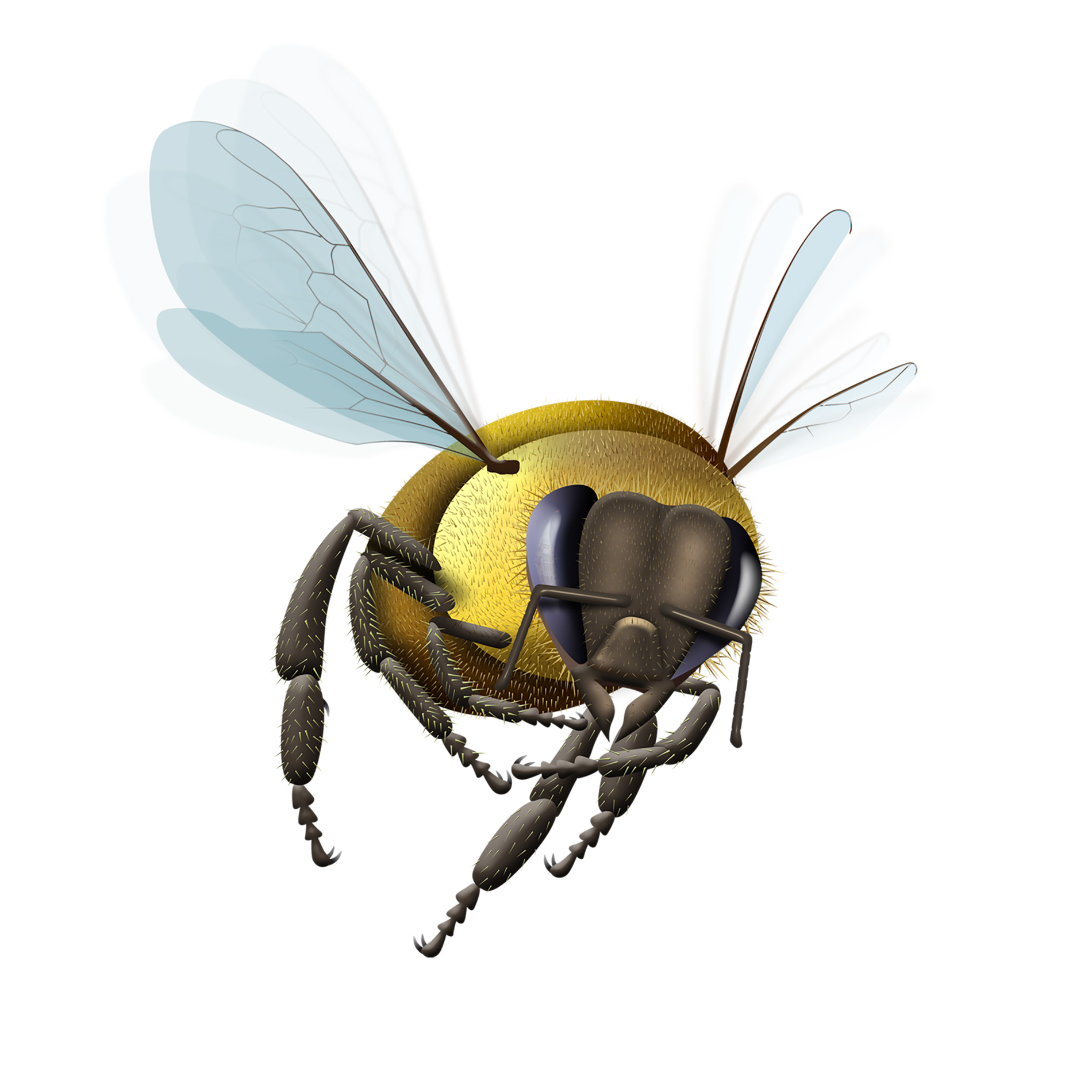 Illustration - Vector, Bitmap - Bee