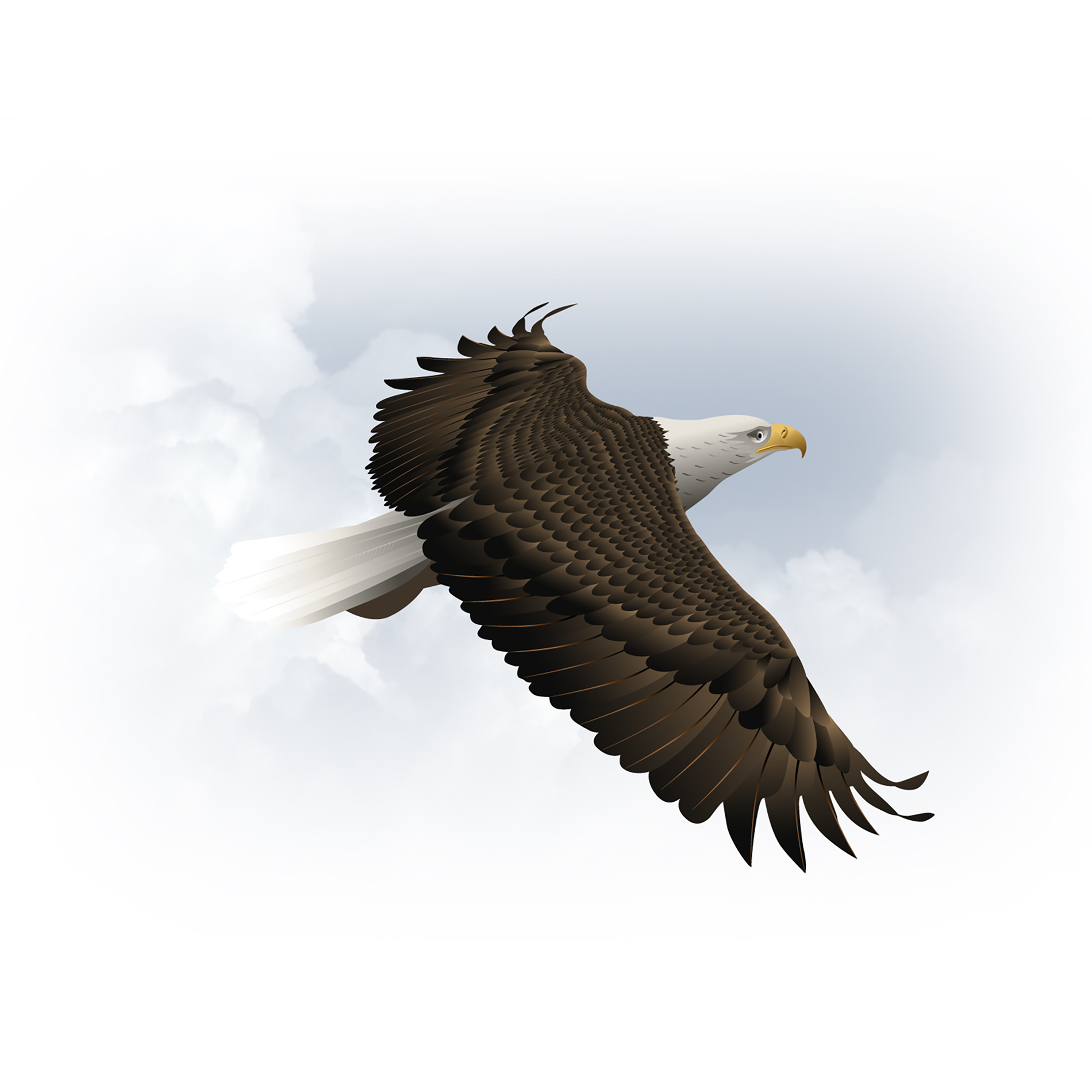 Illustration - Vector - Bald Eagle