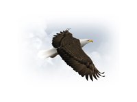 Illustration - Vector - Bald Eagle