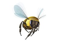 Illustration - Vector, Bitmap - Bee